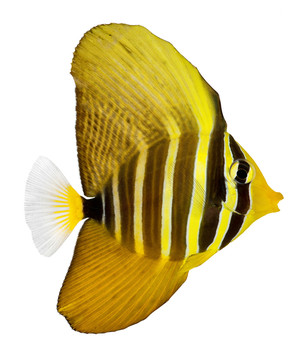 魚