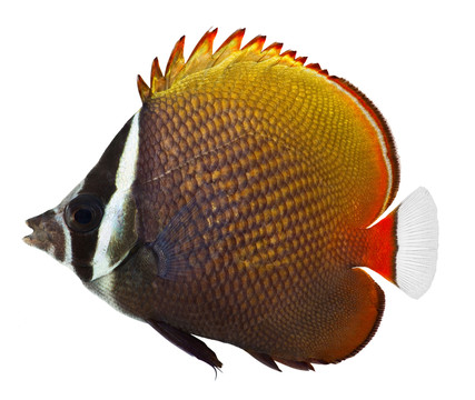 魚
