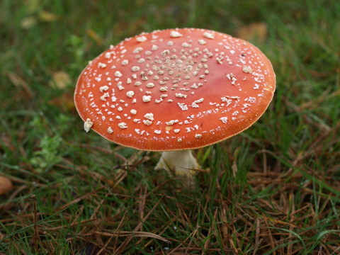 毒菌