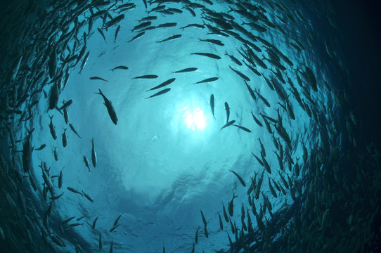 鯖魚在背光