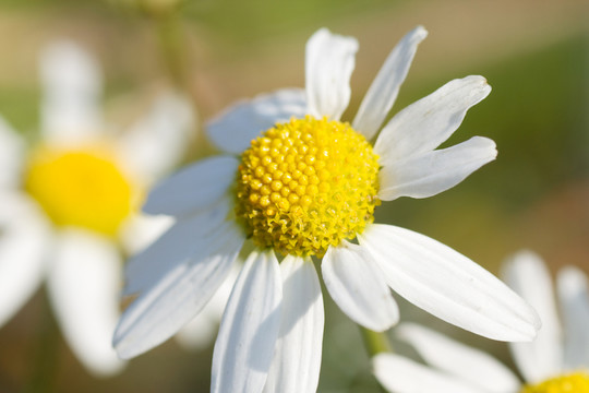 甘菊