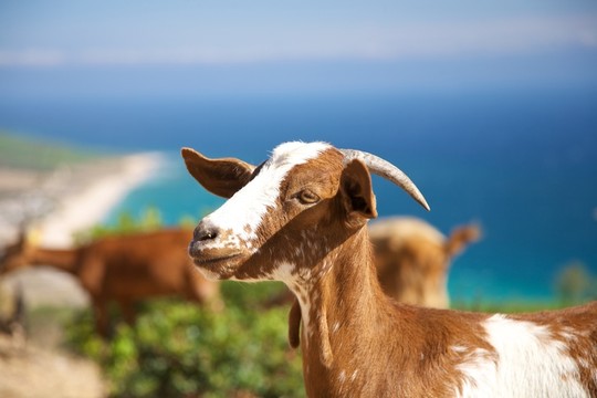 動物