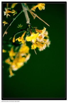迎春花