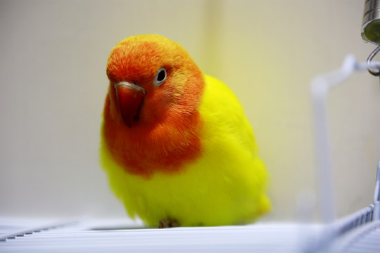 鸚鵡