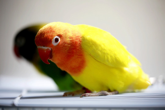 鸚鵡