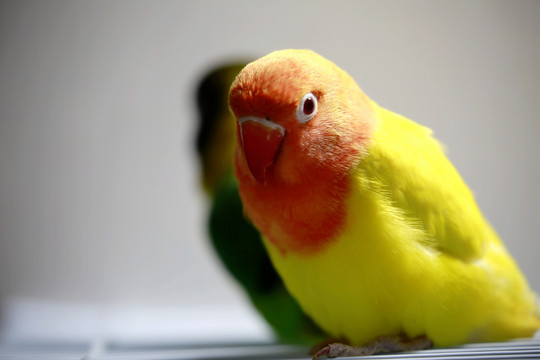 鸚鵡