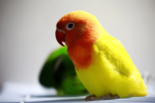 鸚鵡