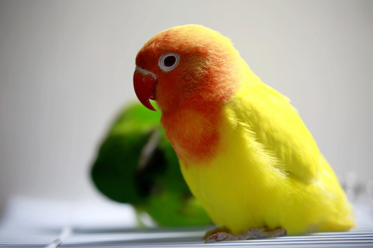 鸚鵡