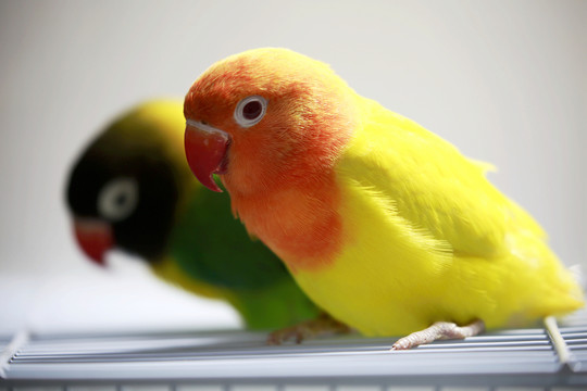 鸚鵡