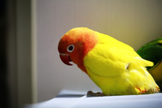 鸚鵡