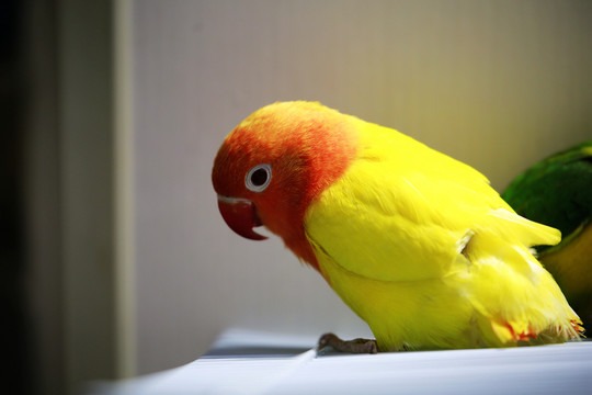 鸚鵡