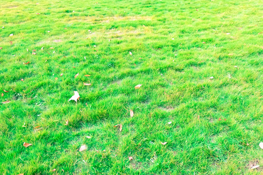 草地