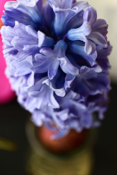 紫色風(fēng)信子花朵特寫