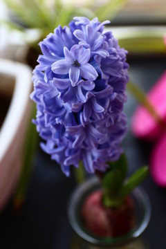 紫色風(fēng)信子花朵特寫