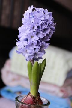 紫色風(fēng)信子花朵特寫