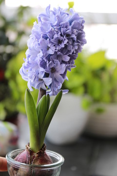 紫色風(fēng)信子花朵特寫