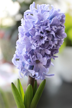 紫色風(fēng)信子花朵特寫
