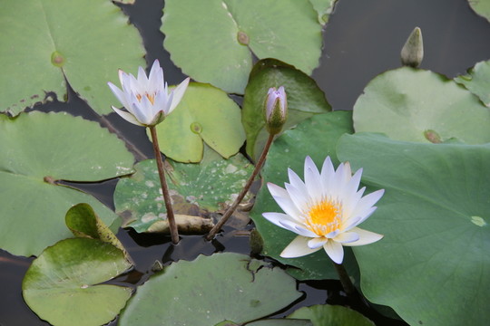 荷花