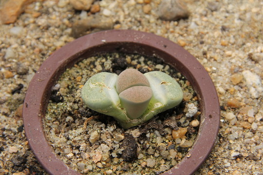 生石花