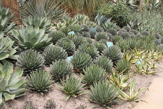廈門植物園5