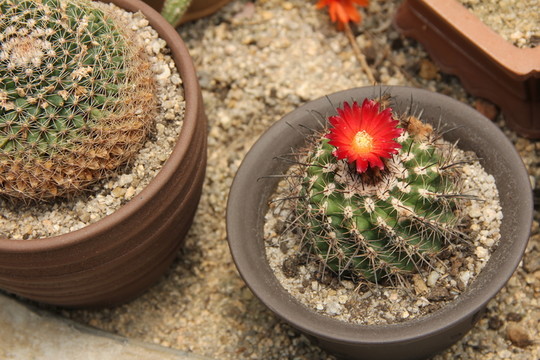 仙人球花