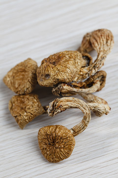 松樹菇