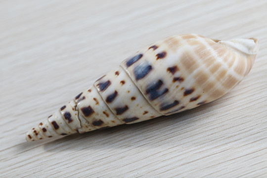 海螺