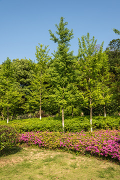 八字山公園園林景觀