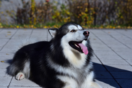 高清   阿拉斯加雪橇犬