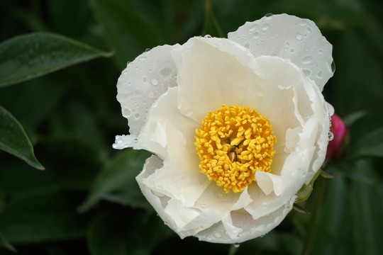 芍藥花
