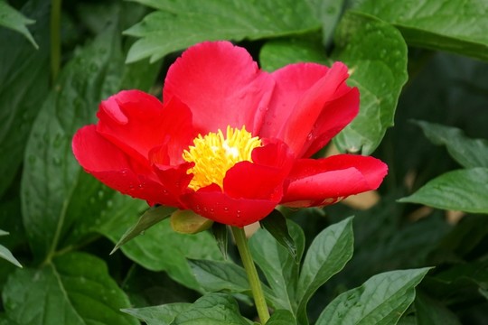 芍藥花