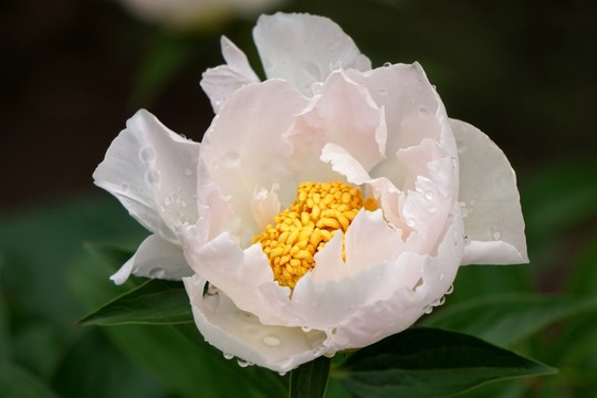 芍藥花
