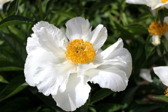 芍藥花