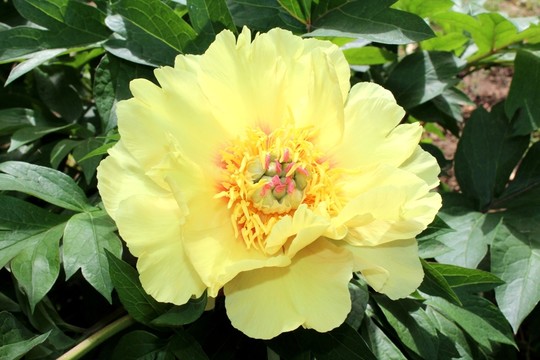 芍藥花