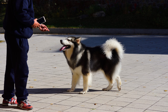 高清  阿拉斯加雪橇犬