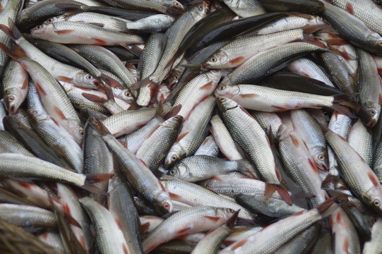 鯉魚