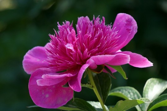 芍藥花