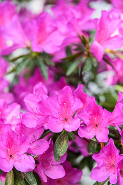 杜鵑花