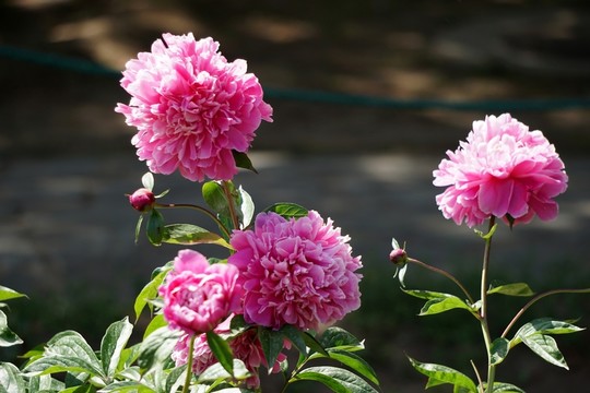 芍藥花