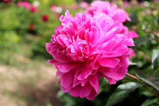 芍藥花