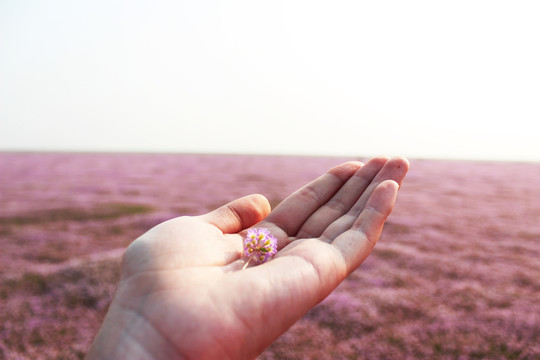 手心的花