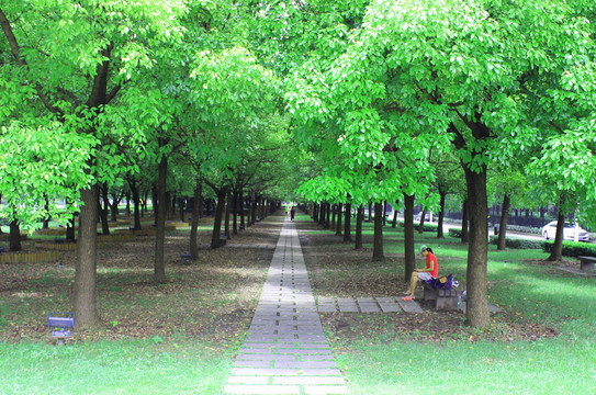 公園樹下的人