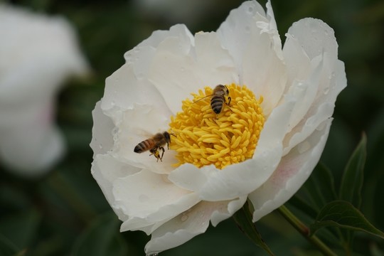 芍藥花