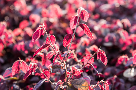 紅葉