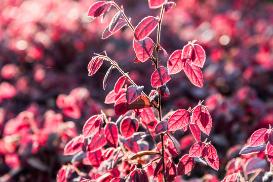 紅葉