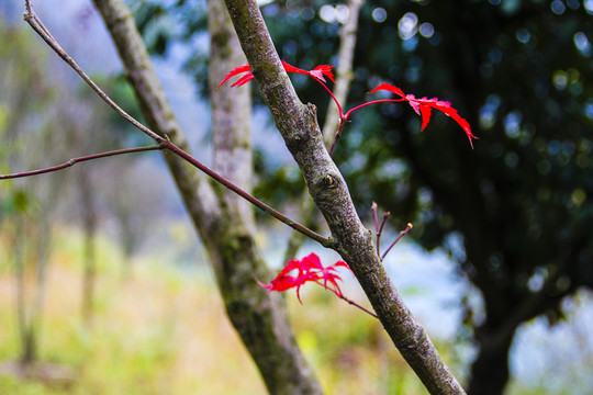 紅葉