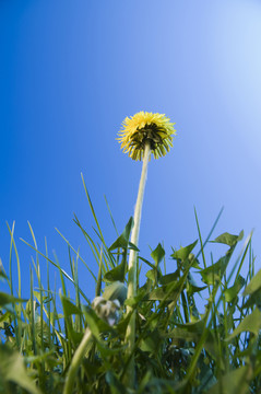 蒲公英開花