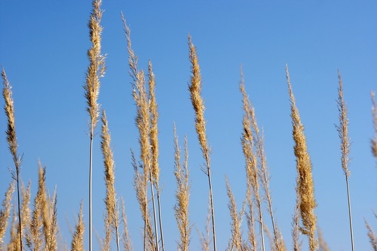 農(nóng)業(yè)