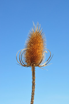 提拉爾（續(xù)斷fullonum）