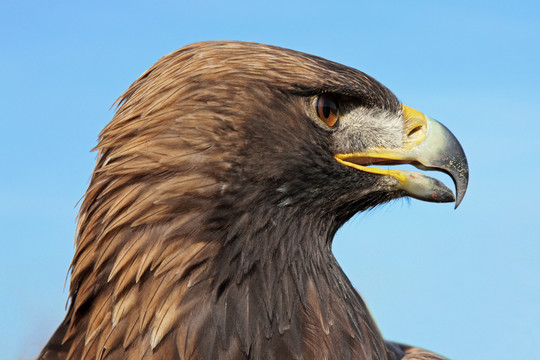aquila chrysaetos